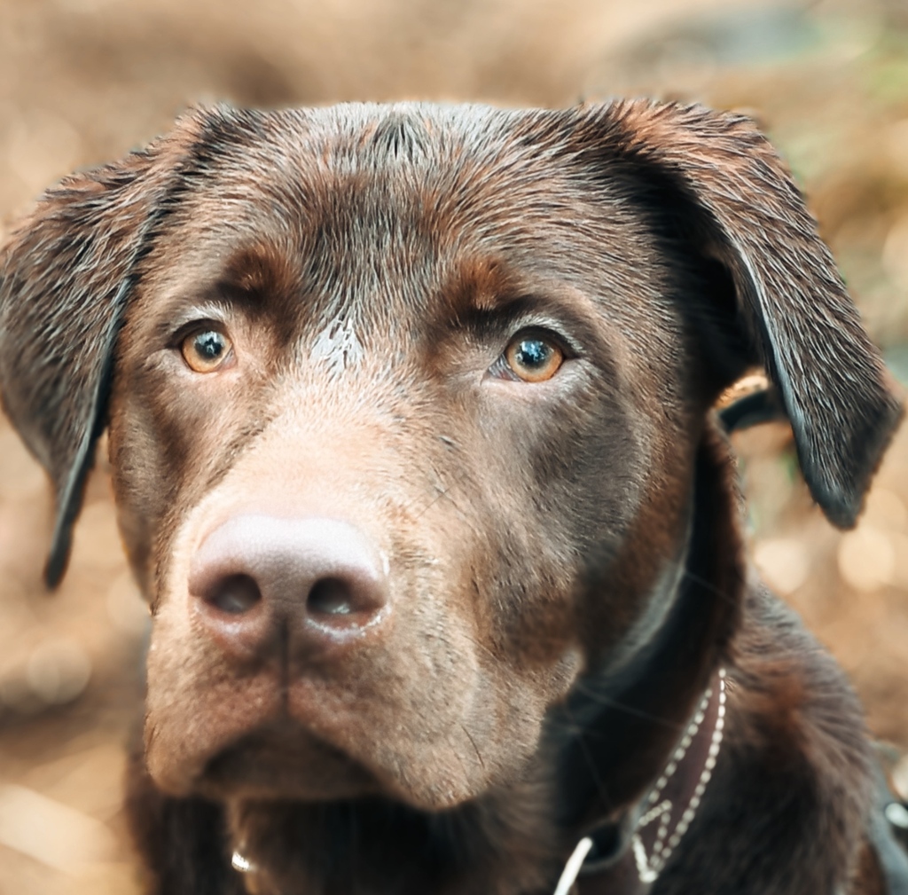 Soziales Hundetraining Arnstadt