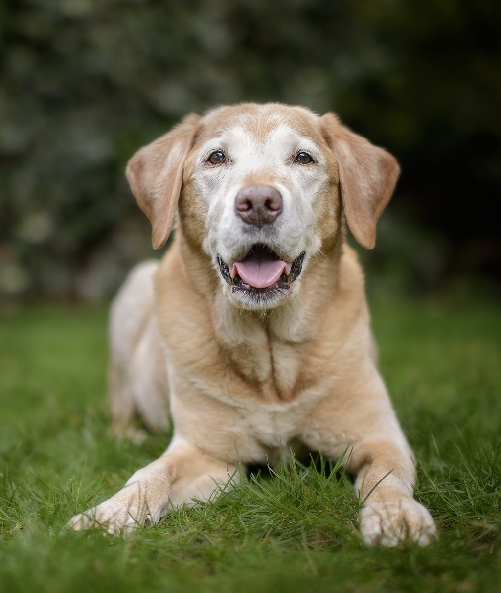 Hundesenioren Therapie