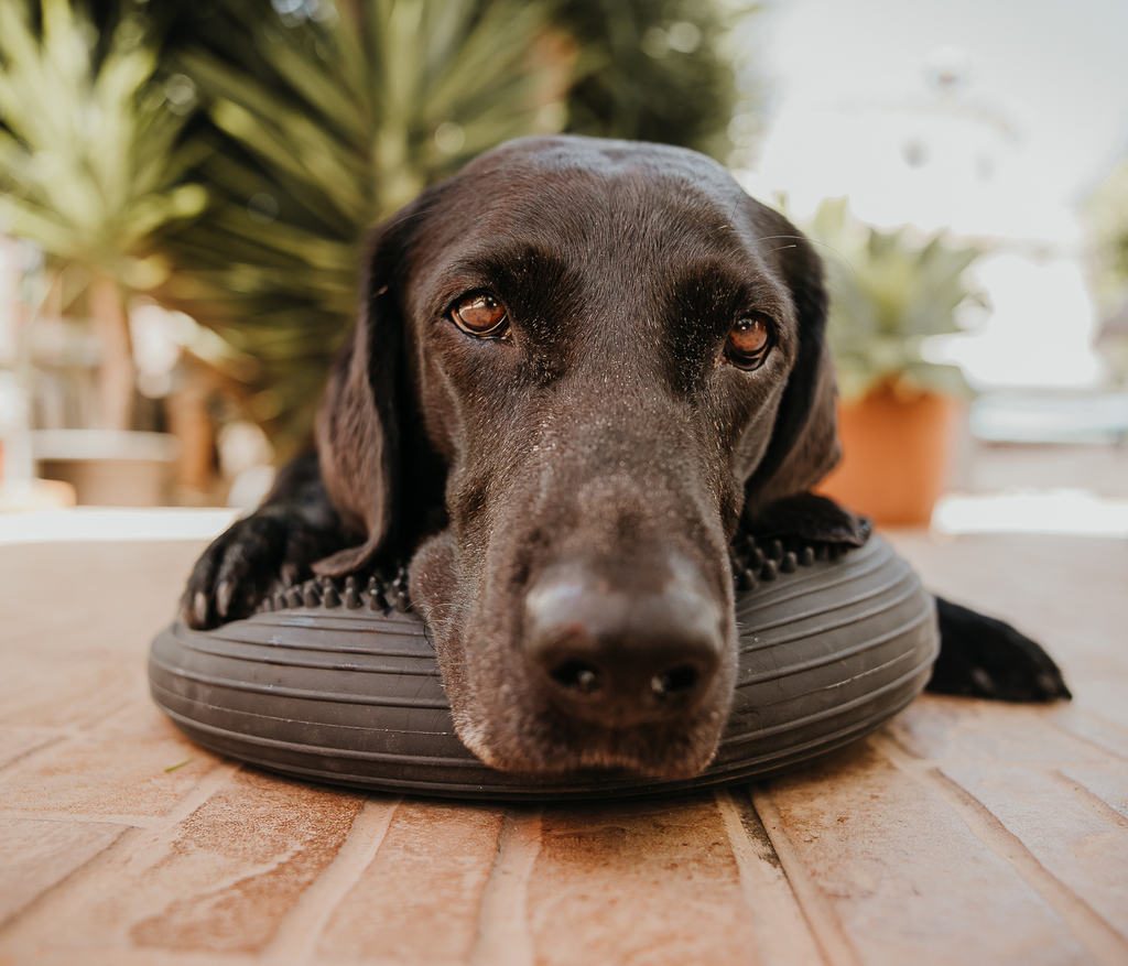 Naturheilkunde für Hunde