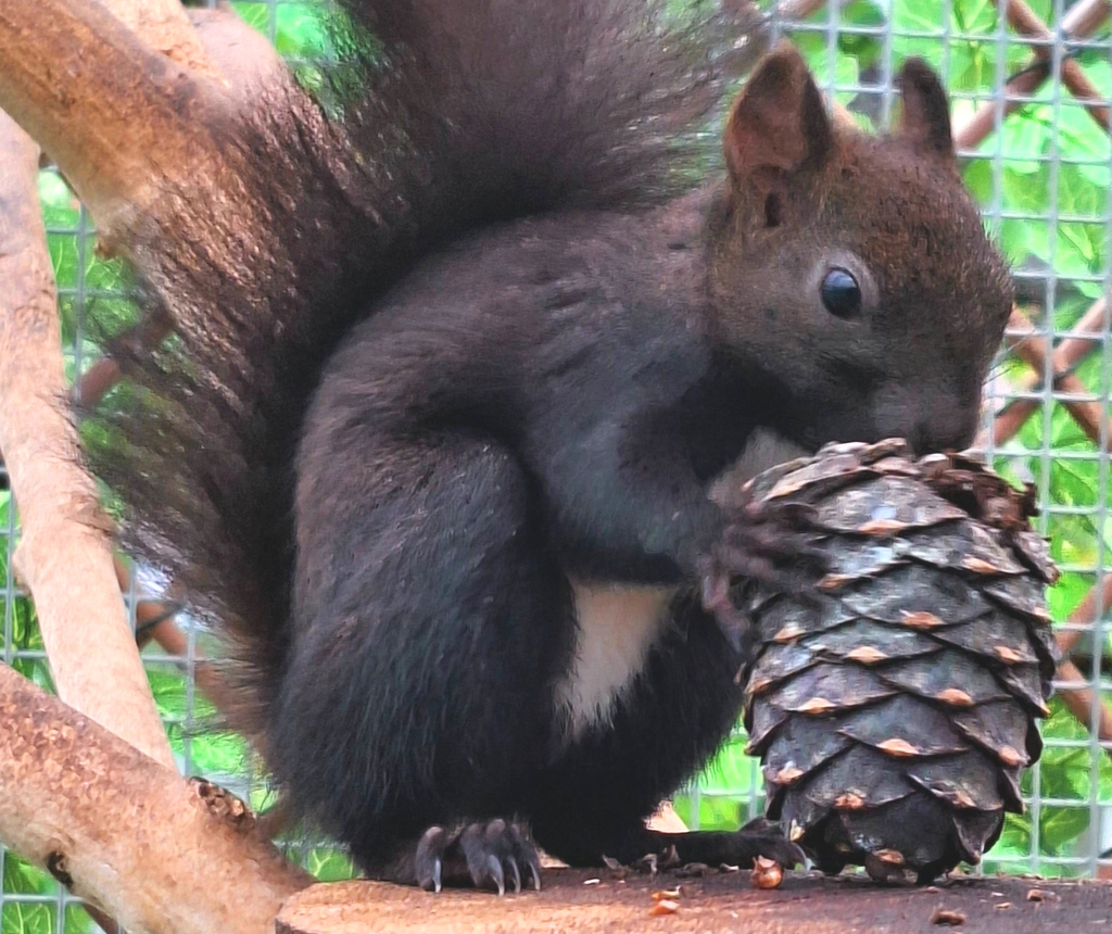 eichhoernchen_mit_zirbenzapfen