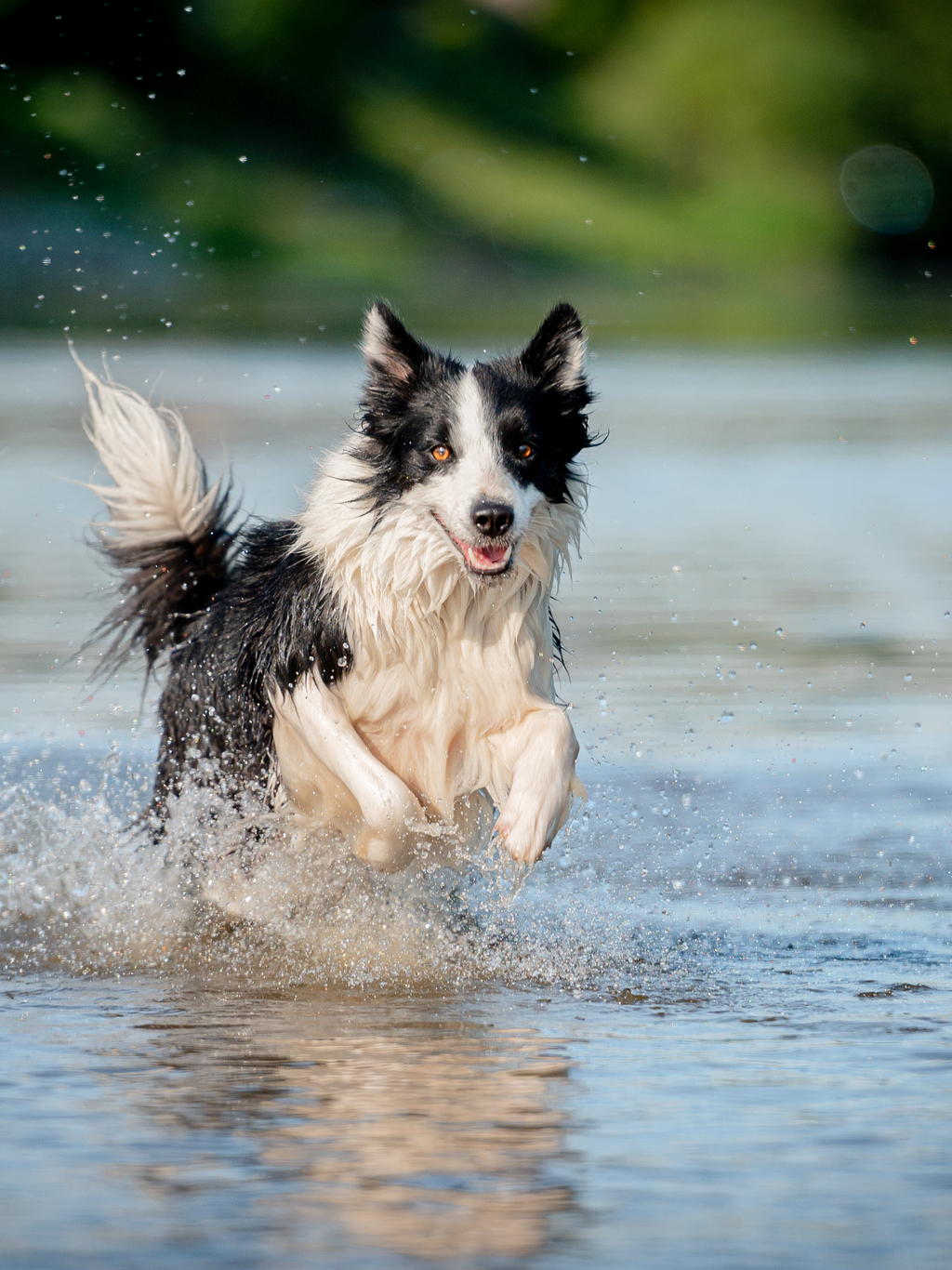 Hundephysiotherapie Österreich