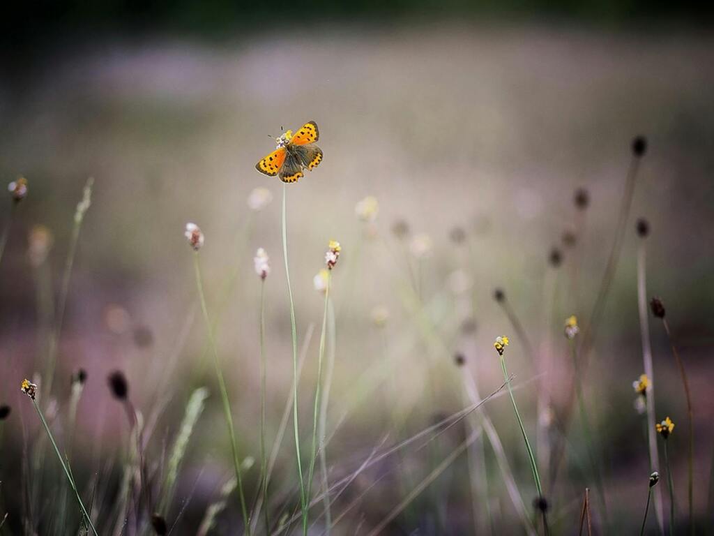 Anke Dörr: Psychologische Beratung St. Wendel im Saarland, Angebot: Beratung bei Neuorientierung, Krisen, Entscheidungen, Umbruchsphasen, Lebenziele und Loslassen