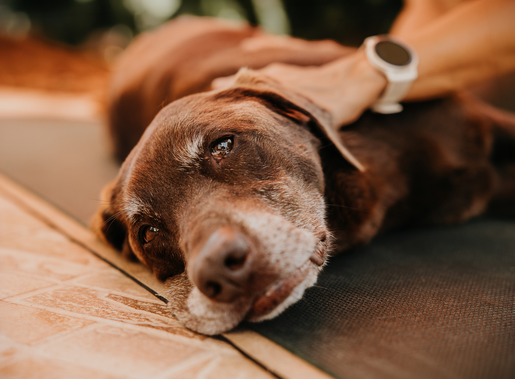 Hundesenioren Therapie