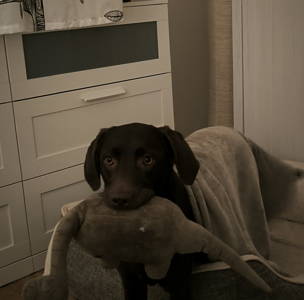 Welpen Training Arnstadt