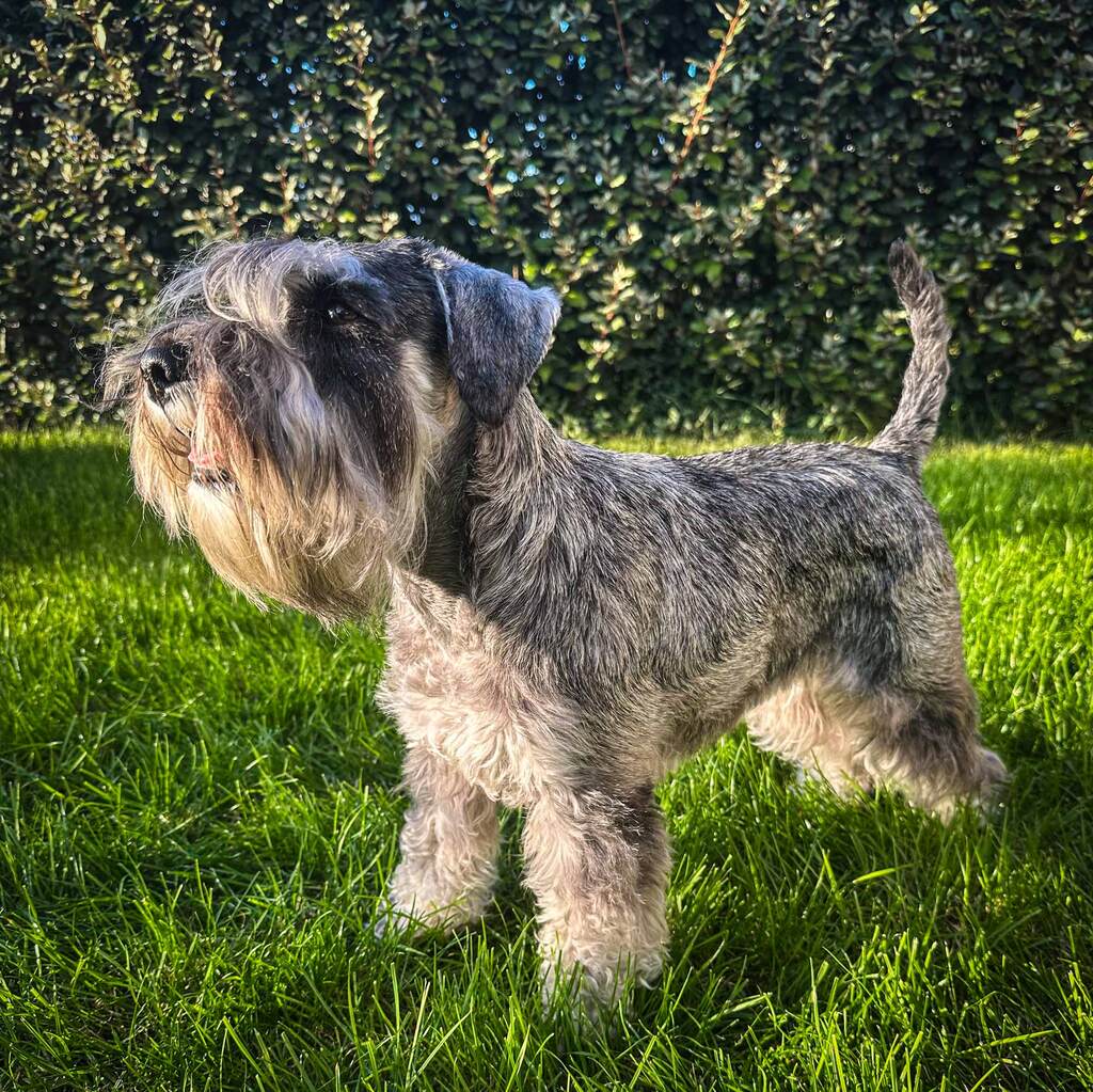 Bild von der pfeffer-salz Schnauzer Hündin Kinga auf einer Wiese