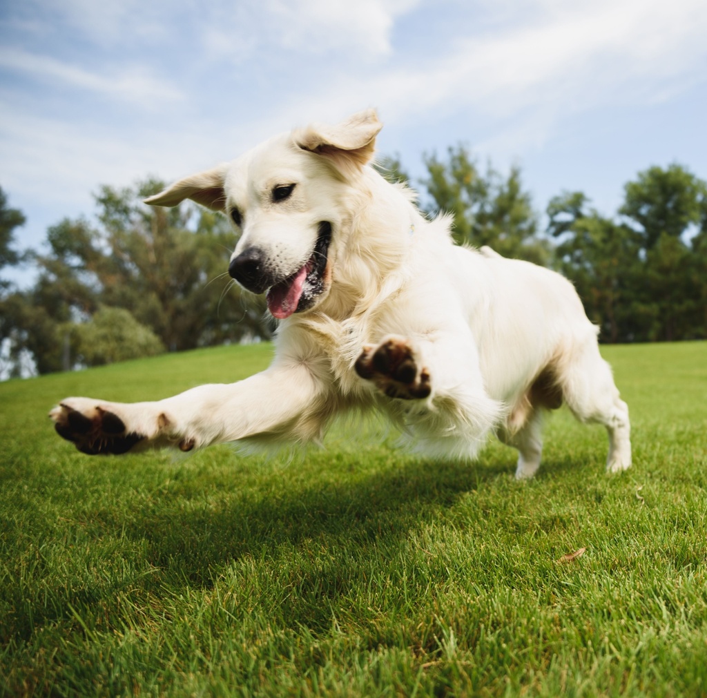 Ganzheitliche Hundegesundheit