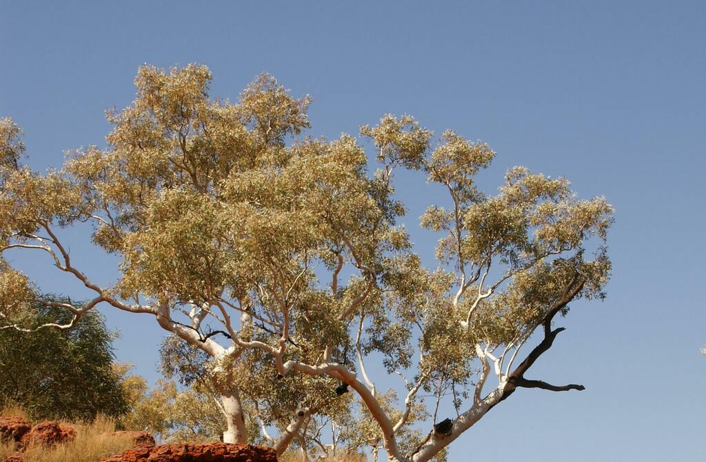 Alice Springs Chauffeur Services