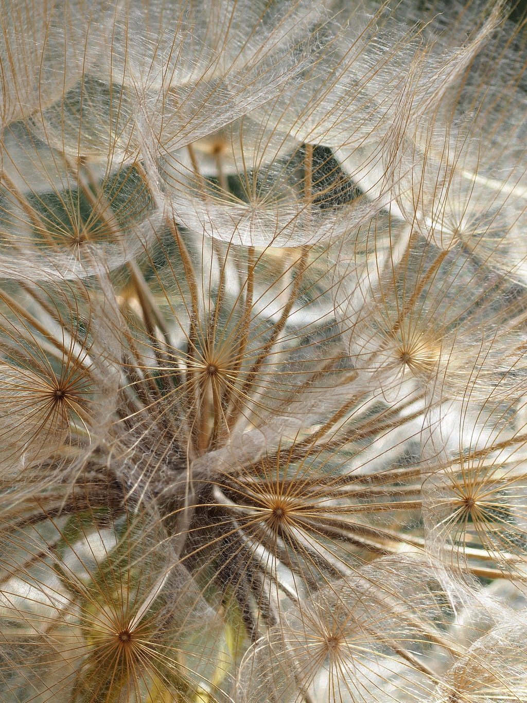 Pusteblumen stark vergrössert