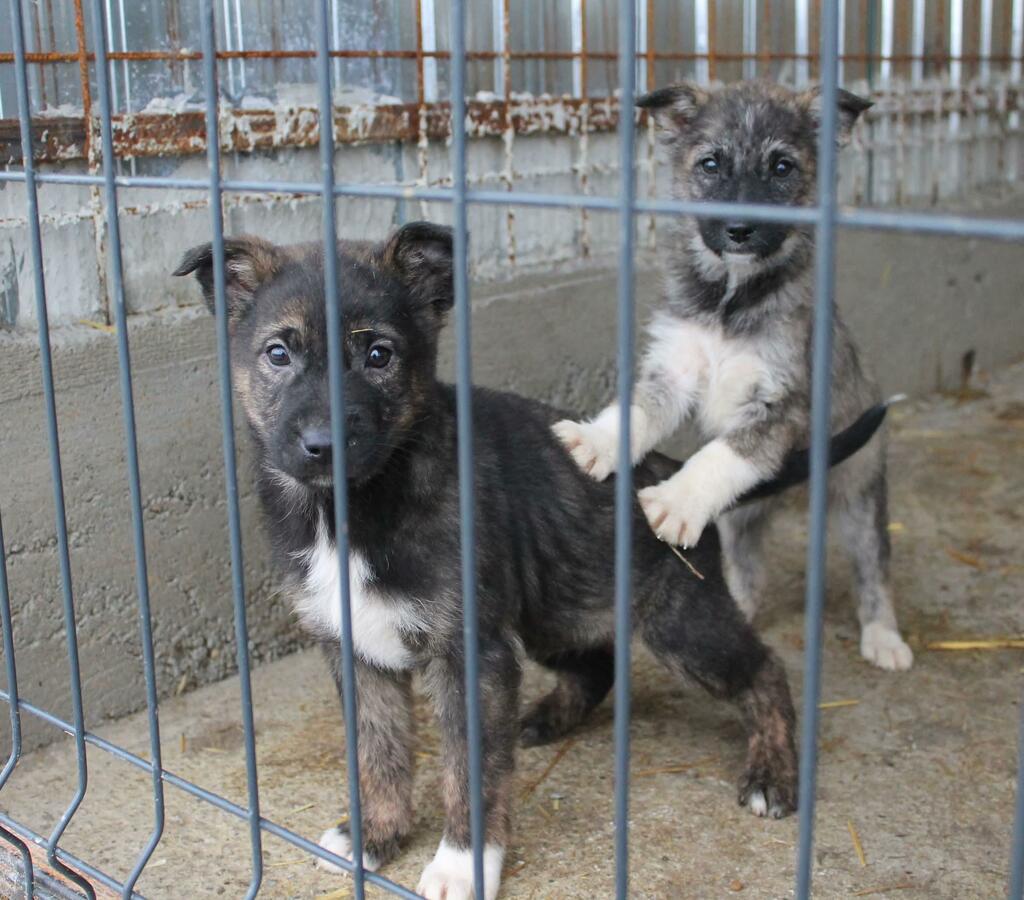 Spenden Tierschutzverein