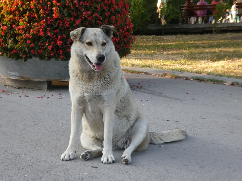 Amarok