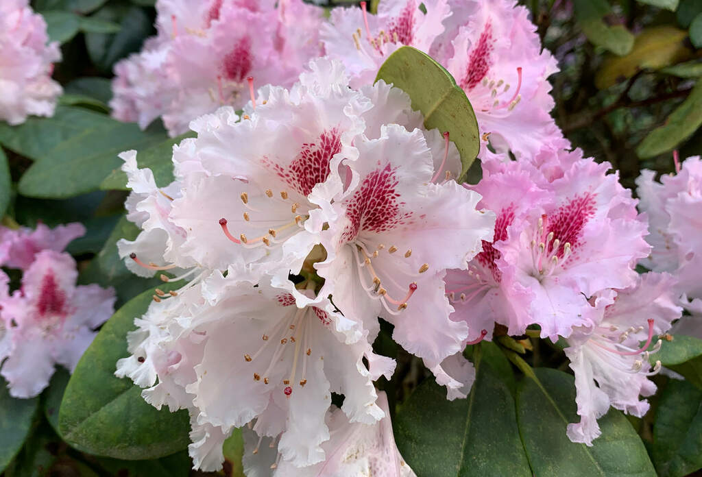 Wikinger im Rhodo-Rausch