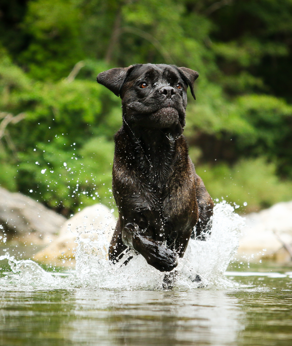 Hundephysiotherapie Österreich
