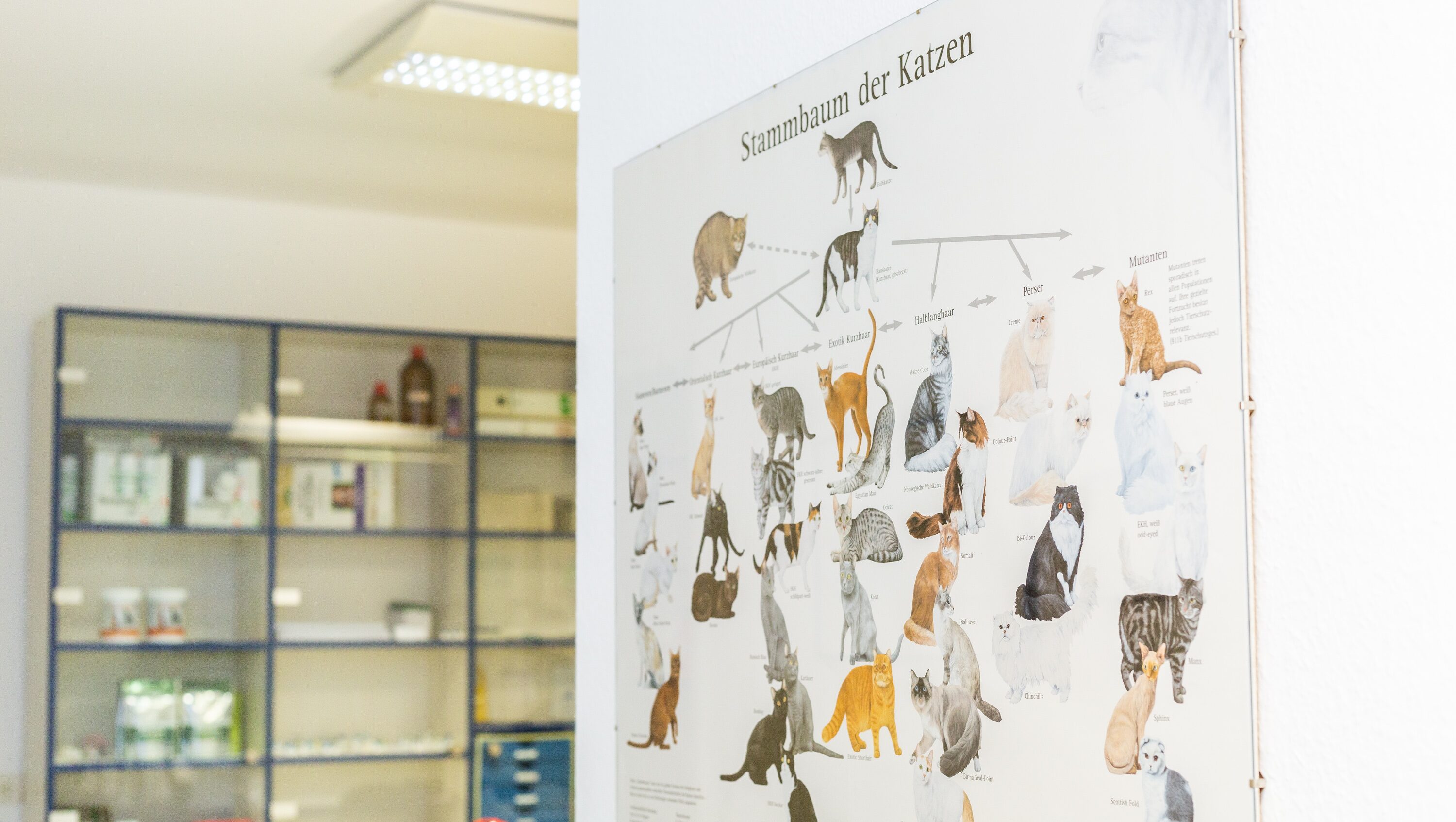 Stammbaum der Katzen