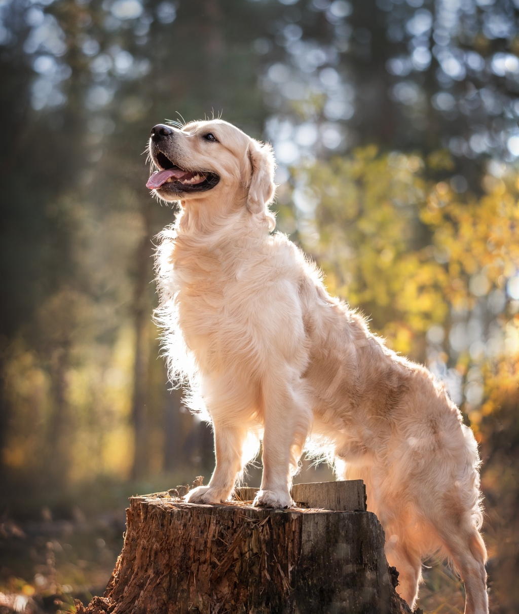 Hundephysiotherapie Österreich