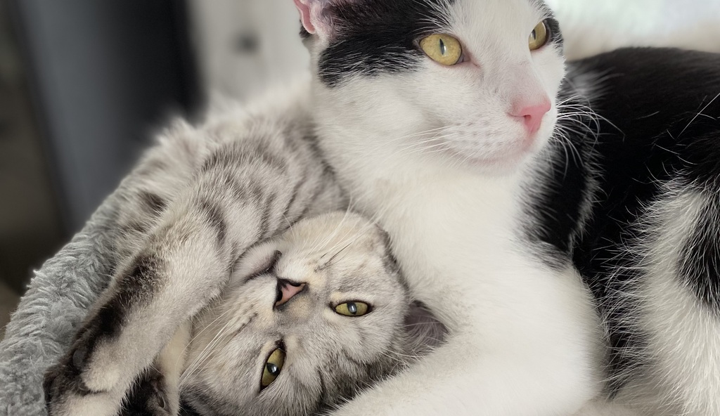 Zärtliche Katzenumarmung