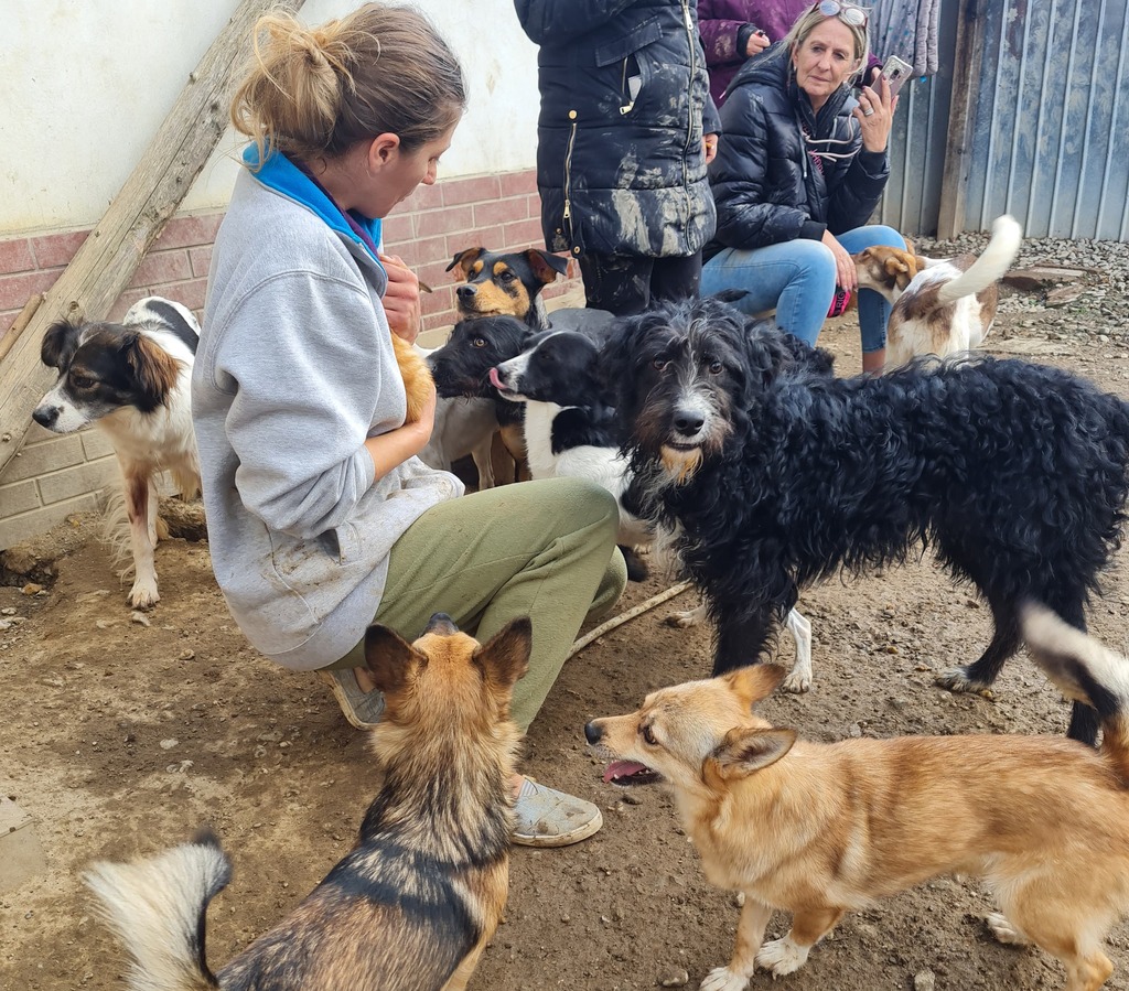 Futterspenden Tierschutz