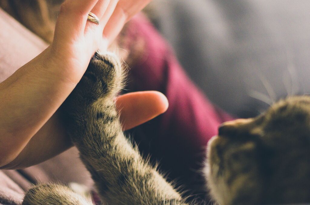 Eine ausgestreckte Hand berührt sanft die Pfote einer liegenden, getigerten Katze.
