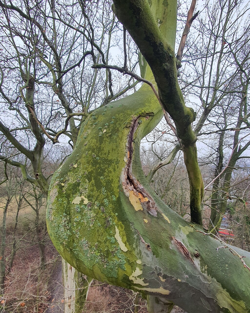 Eingehende Baumuntersuchungen Berlin Brandenburg