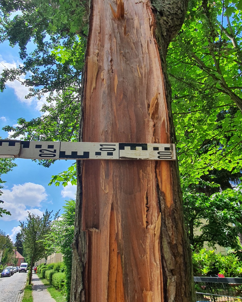 Gehölzwertermittlung und Schadensberechnung Berlin Brandenburg