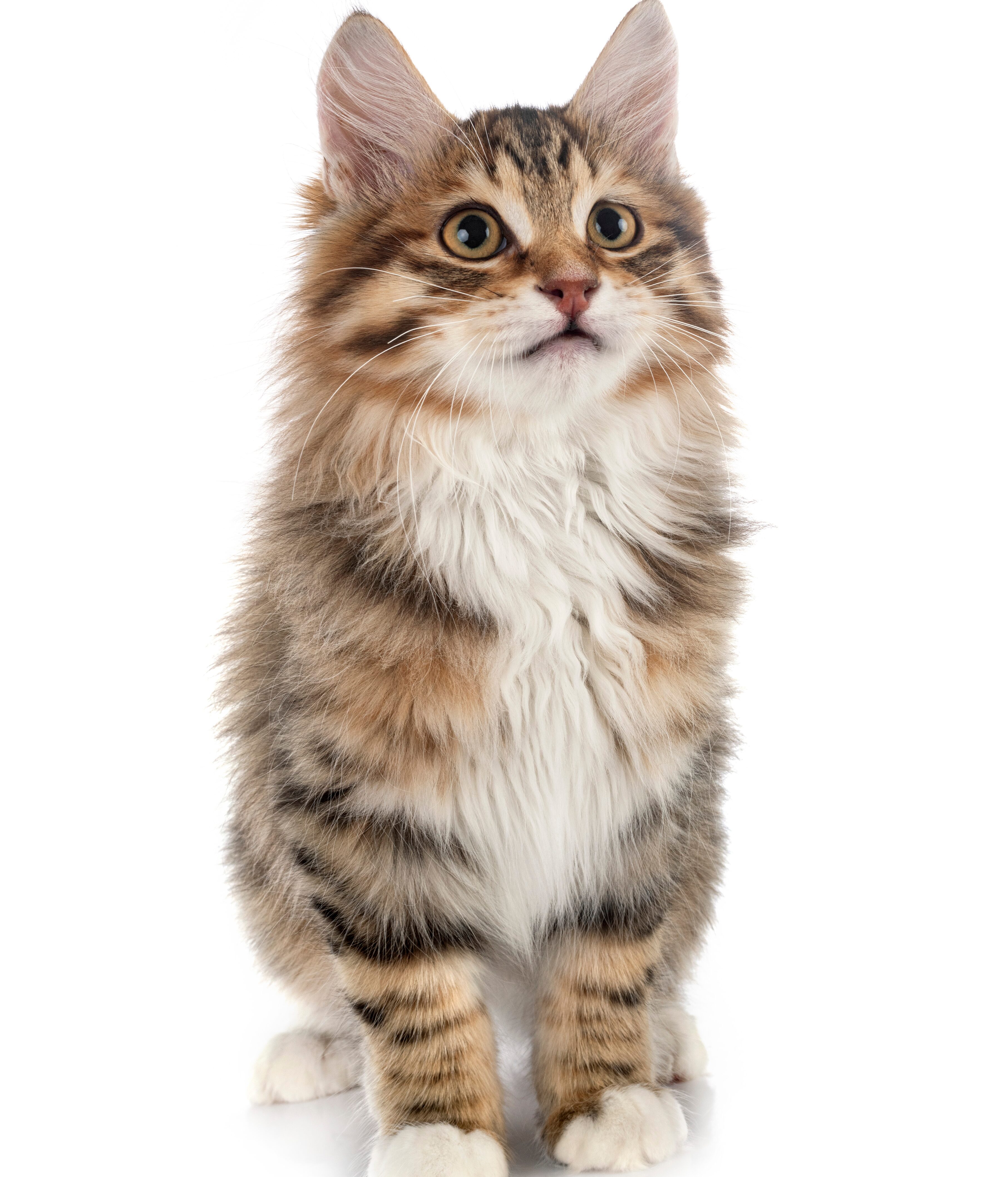 Katzenfreundliche Praxis