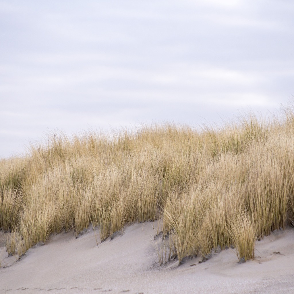 Weiße Rosen bei einer Erdbestattung in München