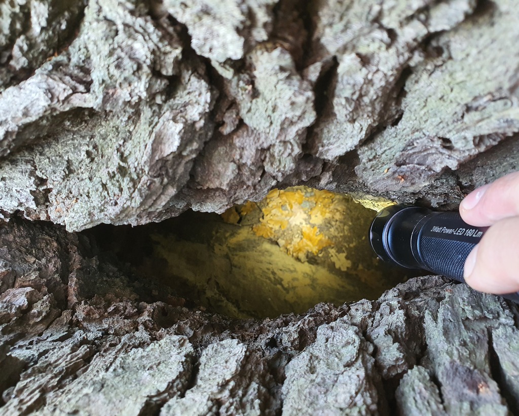 Artenschutzfachliche Prüfungen Berlin Brandenburg