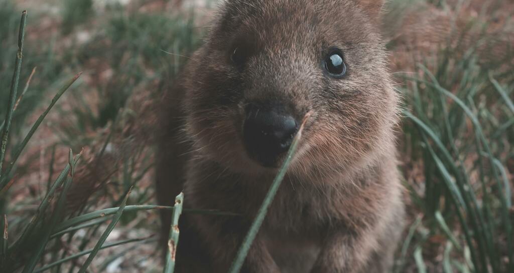 Quokka