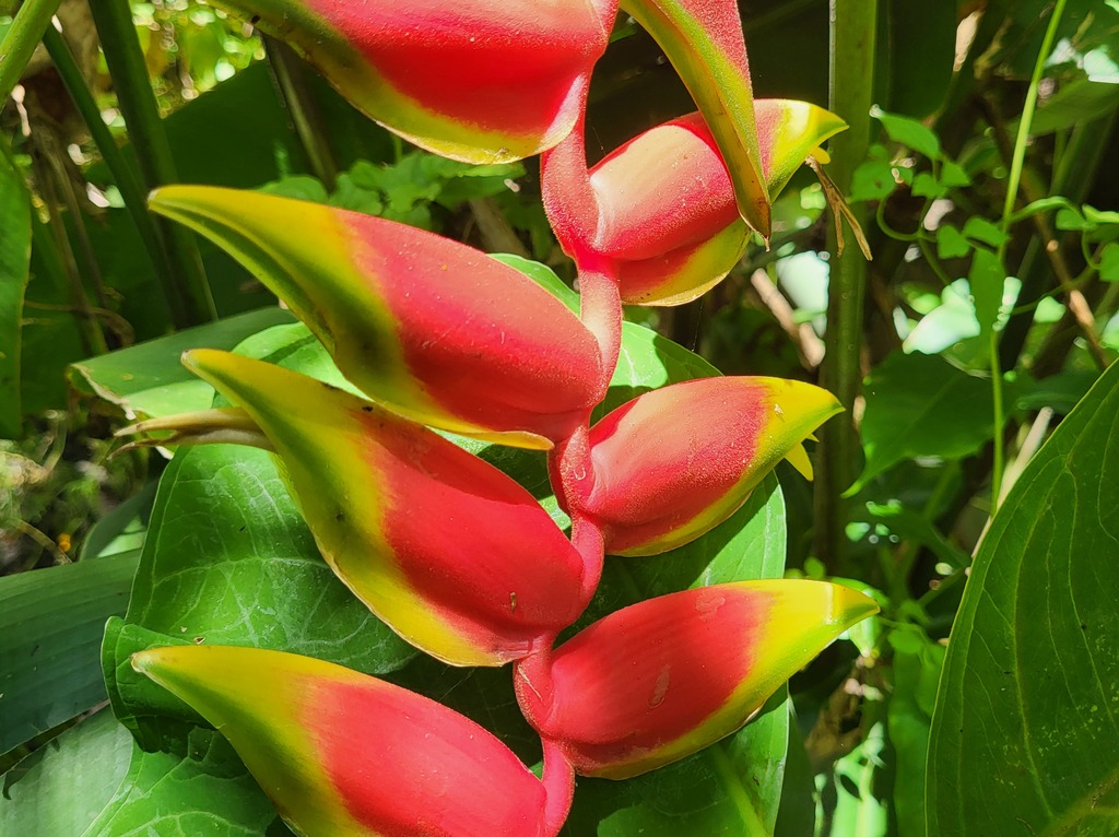 Blumen