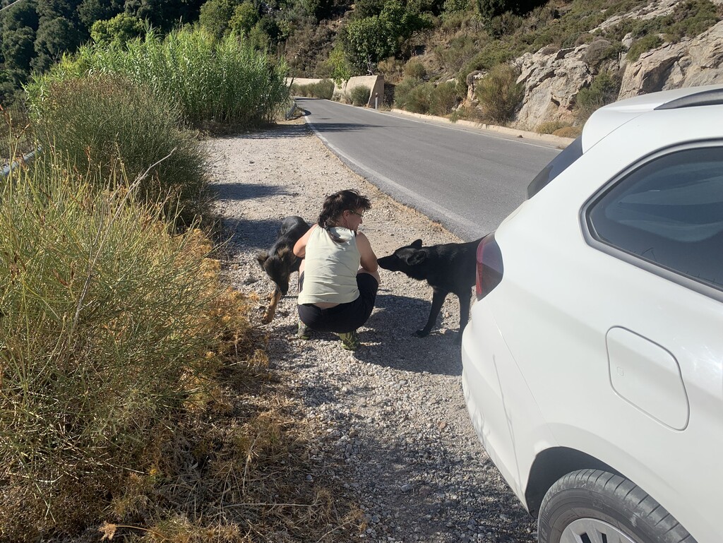 Amarok