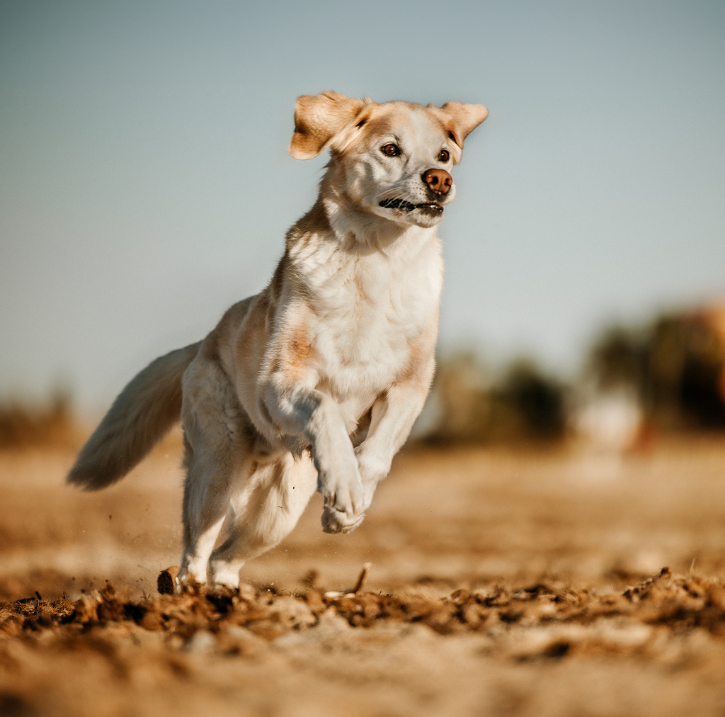 Ganzheitliche Hundegesundheit