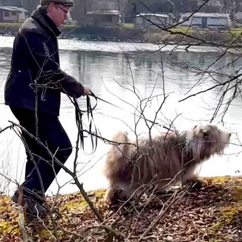 Lagotto im Auto vor ihm eine Hand mit einer Morchel.