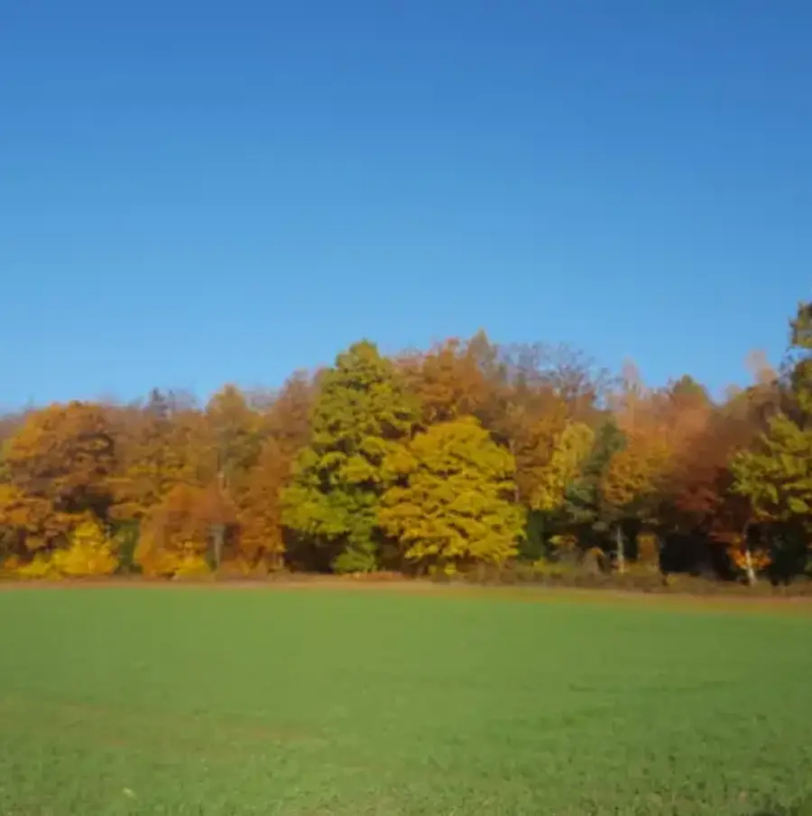 Herbstwald
