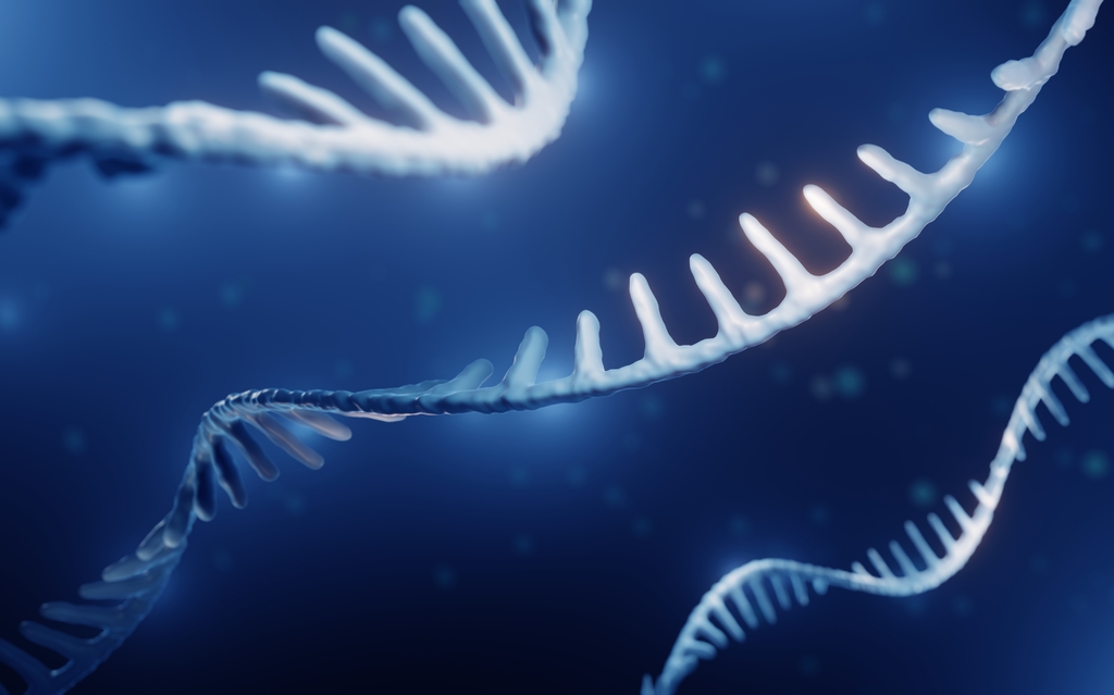 Immunsystem und stille Entzündungen