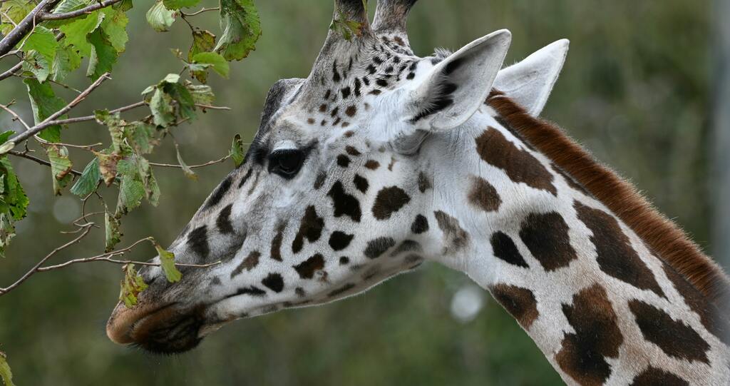 Western Plains Zoo Transfers