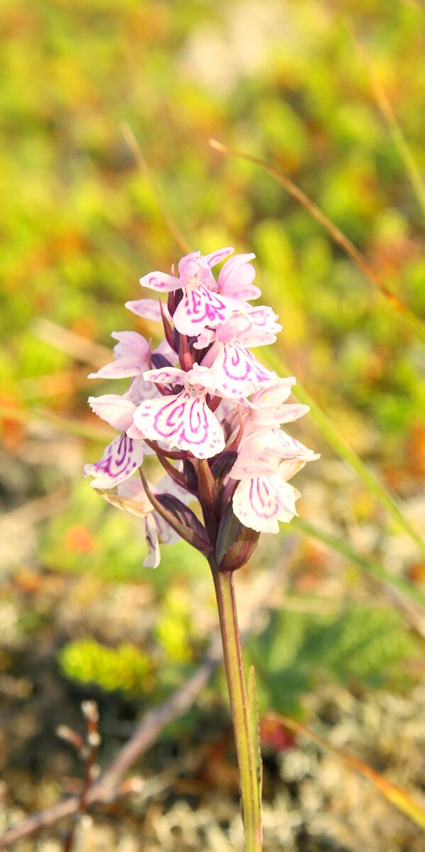 bilde av blomst med hvite og rosa blad