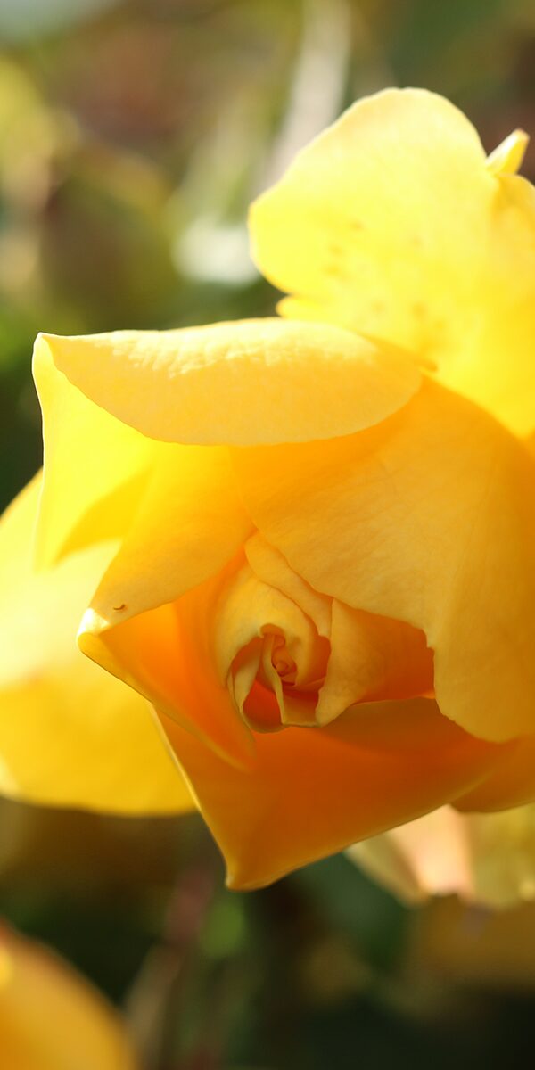 nærbilde av en gul rose