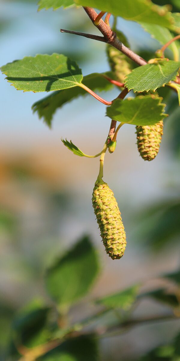 bjørk med hengende rakle