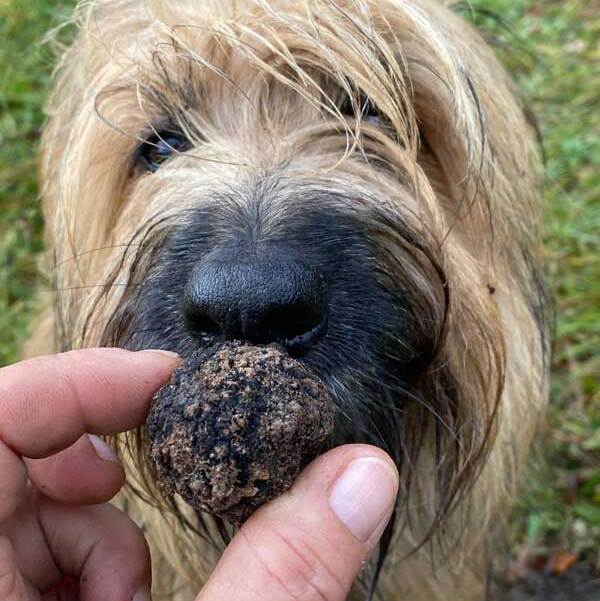 Hund und Trueffel