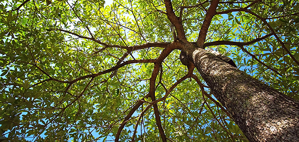 Foto eines Baumwipfels von unten