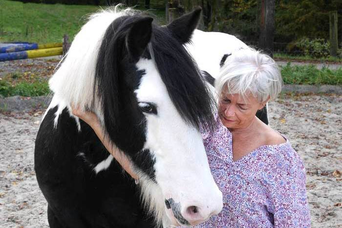 Porträt einer Siamkatze - Tierkommunikation