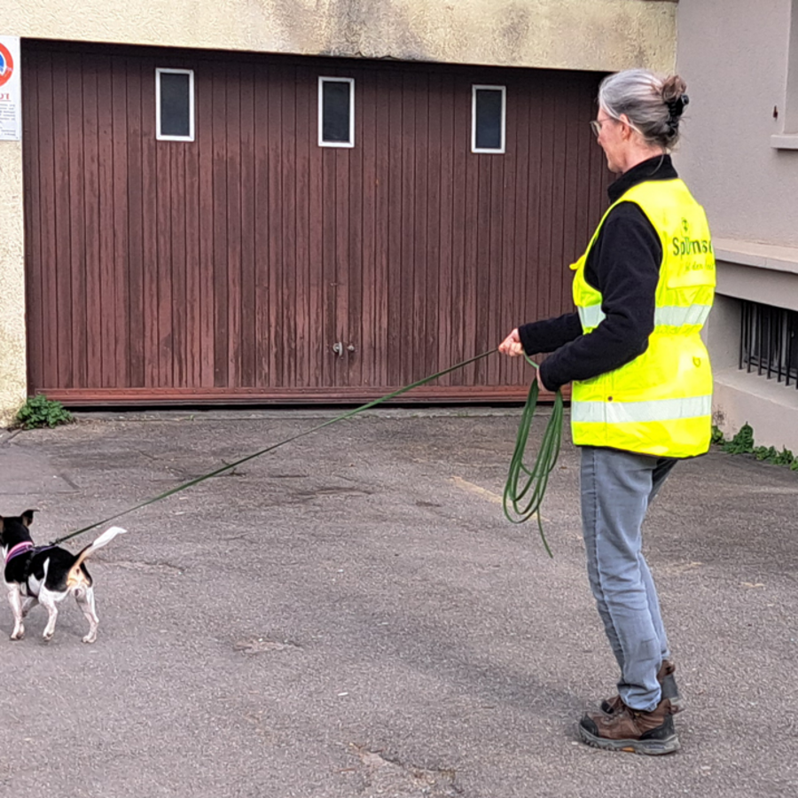 Ein Jackrussel mit seiner Besitzerin beim Mantrailing