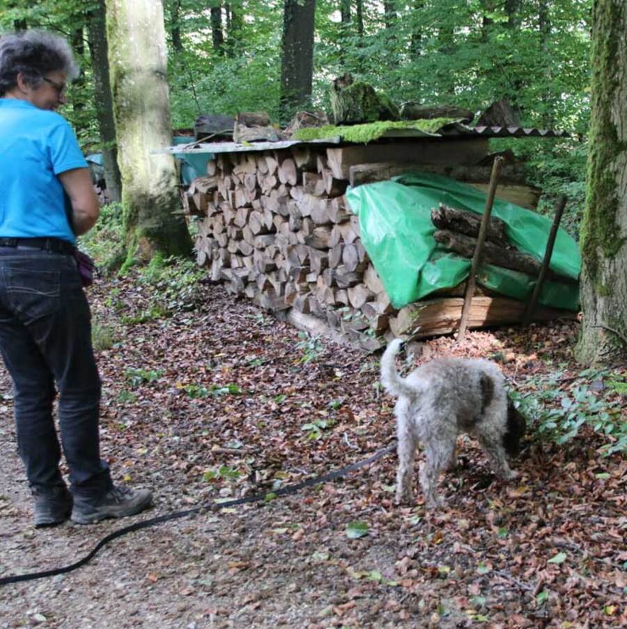 Lagotto mit Besitzerin auf der Trüffelsuche