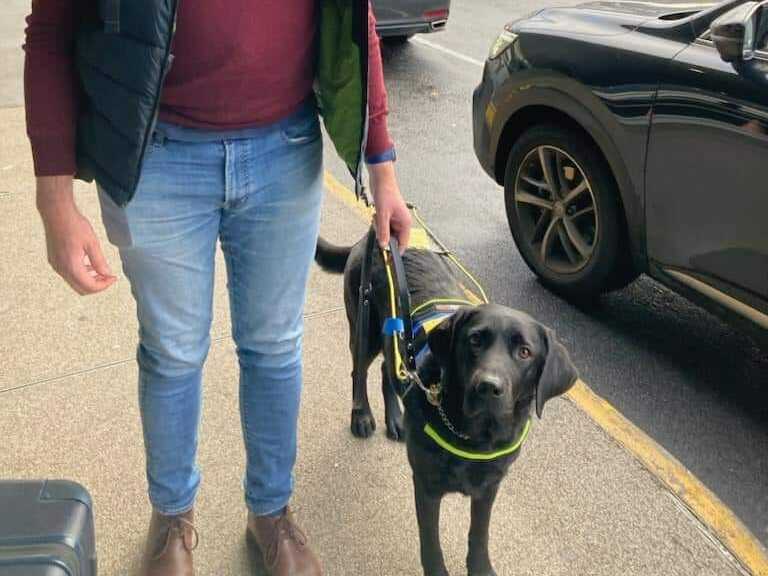 Image of a guide dog wearing a yellow harness