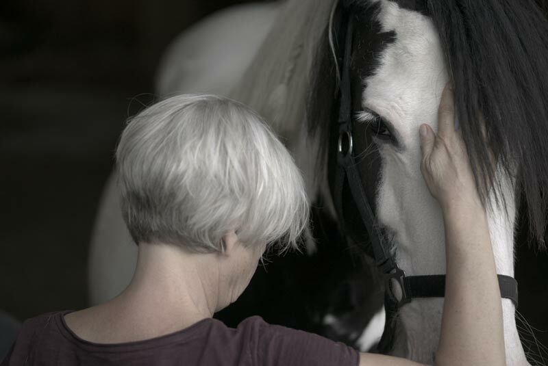 Porträt einer Siamkatze