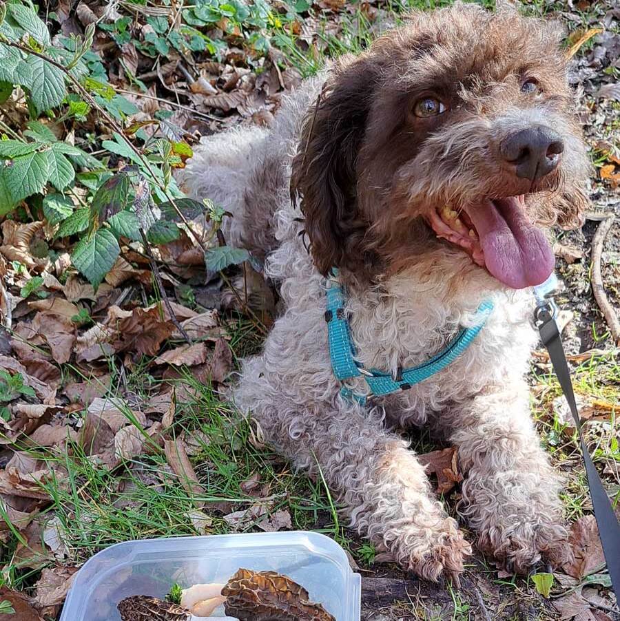 Lagotto der gerade Morcheln gefunden