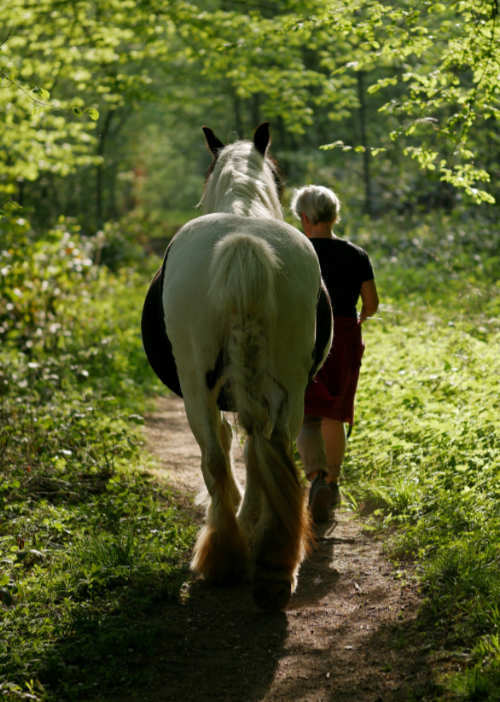 Anne Janzen mit ihrer Tinkerstute von hinten, wie sie durch den Wald laufen