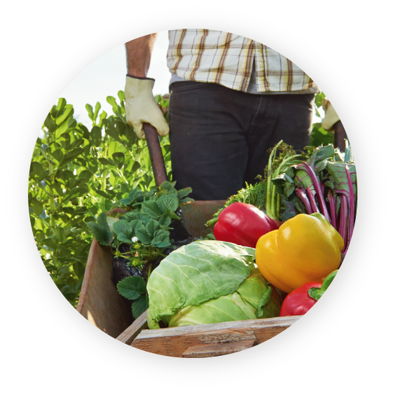 Großhandel für Obst und Gemüse