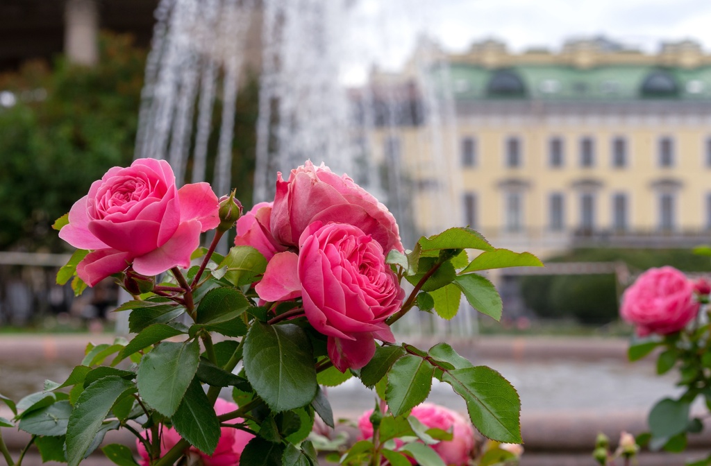 Rosa Rosen vor einem Springbrunnen in der Stadt.