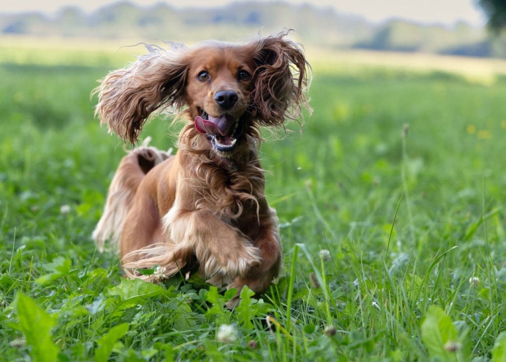 Glücklicher English Cocker Spaniel läuft auf grünem Rasen