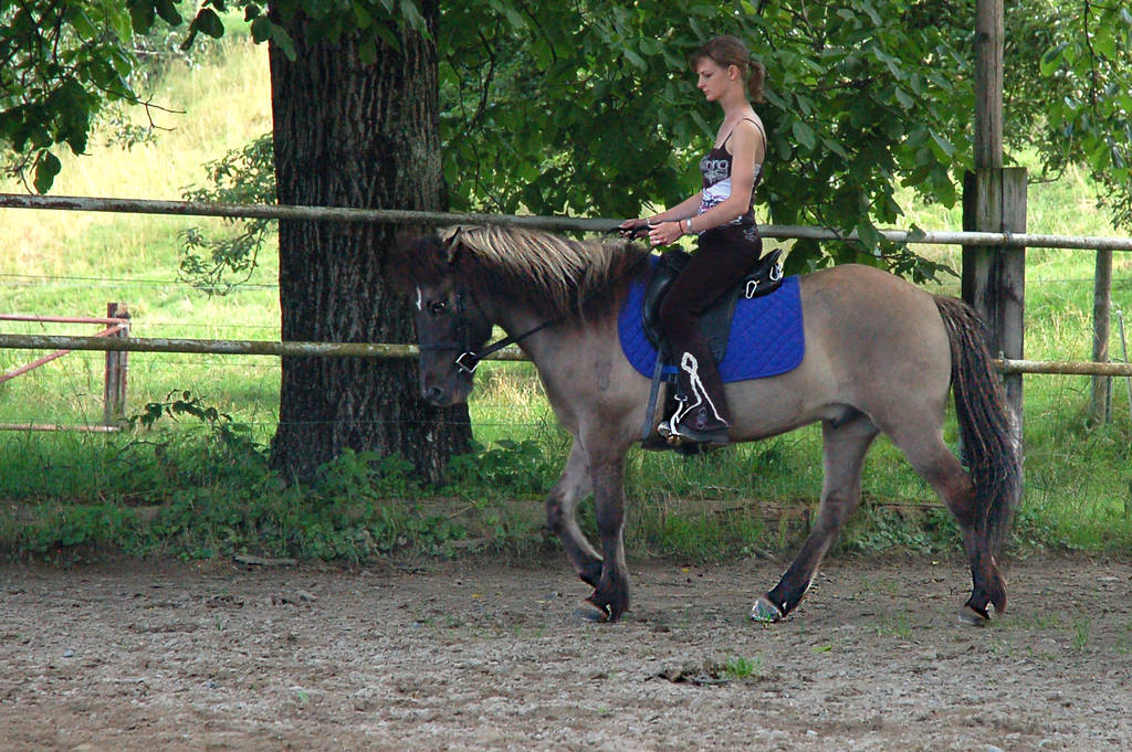 Steffi Hostettler beim Beritt eines Islandpferdes